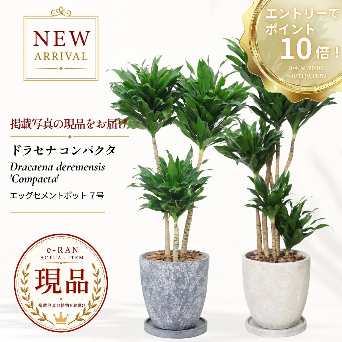 楽天市場】ドラセナ コンパクタ（花・観葉植物｜花・ガーデン・DIY）の通販