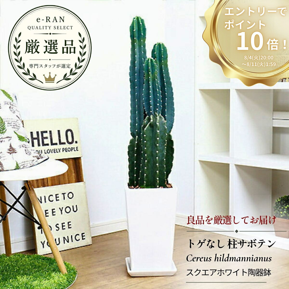 楽天市場】ドライガーデン（高さ（植物）71 ～ 130.9cm）の通販