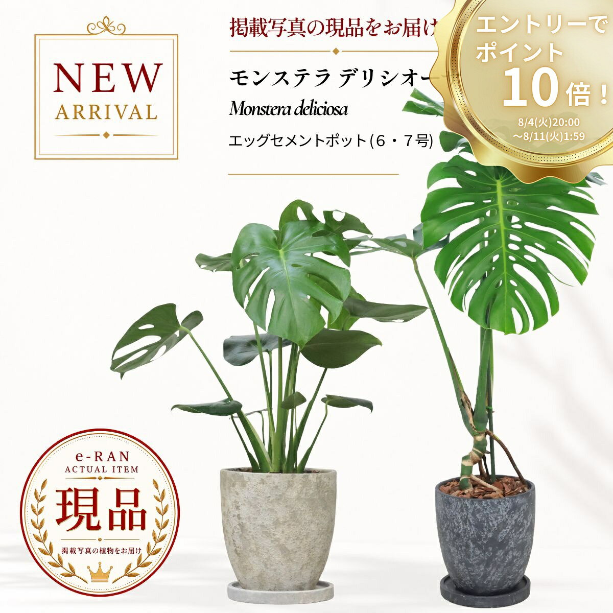 楽天市場】デリシオーサ モンステラ（観葉植物｜花・観葉植物）：花