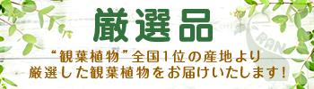 高品質新作 観葉植物 大型 人気 セフリジヤシ/h160cmタイプ 10号 陶器鉢仕立 チャメドレア セイフリジー ヤシの木 送料無料:観葉植物の専門店e-RAN HOT得価