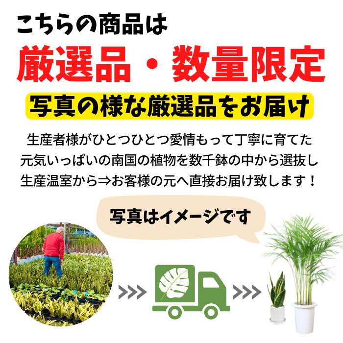 多肉植物 新 金のなる木 しんしん 株立(斑入...の紹介画像2