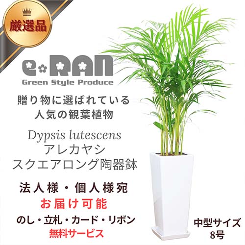 観葉植物 アレカヤシ 陶器鉢 スクエアロング ホワイト 130cm前後 あれかやし ヤマドリヤシ コガネタケヤシ 黄金竹椰子 イエローバタフライパーム ヤシの木 植木鉢 Dypsis lutescens 南国風 父の日 敬老の日 ギフト 花言葉 勝利 元気 【数量限定販売】