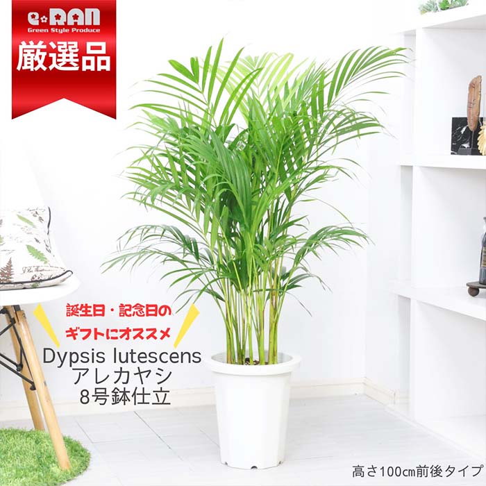 アレカヤシ 観葉植物 観葉植物 ヤシ アレカヤシ 8号鉢 高さ約100cm前後タイプ あれかやし ヤマドリヤシ コガネタケヤシ 黄金竹椰子 イエローバタフライパーム ヤシの木 植木鉢 Dypsis lutescens 南国風 父の日 敬老の日 ギフト 花言葉 勝利 元気 【数量限定販売】