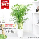 ヤシ 観葉植物 ヤシ アレカヤシ 8号鉢 高さ約100cm前後タイプ あれかやし ヤマドリヤシ コガネタケヤシ 黄金竹椰子 イエローバタフライパーム ヤシの木 植木鉢 Dypsis lutescens 南国風 父の日 敬老の日 ギフト 花言葉 勝利 元気 【数量限定販売】