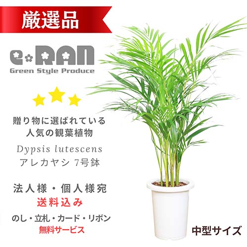 ヤシ 厳選 アレカヤシ 7号鉢 観葉植物 あれかやし ヤマドリヤシ コガネタケヤシ 黄金竹椰子 イエローバタフライパーム ヤシの木 植木鉢 Dypsis lutescens 南国風 父の日 敬老の日 ギフト 花言葉 勝利 元気 【数量限定販売】