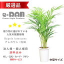 厳選 アレカヤシ 7号鉢 観葉植物 あれかやし ヤマドリヤシ コガネタケヤシ 黄金竹椰子 イエローバタフライパーム ヤシの木 植木鉢 Dypsis lutescens 南国風 父の日 敬老の日 ギフト 花言葉 勝利 元気 【数量限定販売】