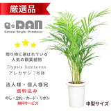  쥫䥷 7ȭ տʪ 줫䤷 ޥɥ䥷 ͥ䥷 ܿ Хե饤ѡ 䥷 ȭ Dypsis lutescens   Ϸ ե ָ   ڿ̸