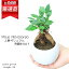 \ポイント2倍/人気の人参ガジュマル陶器鉢 白 がじゅまる 観葉植物 ガジュマルの木 ガジュマル 塊根植物 根上がり 風水 ニンジンガジュマル 鉢植え 多幸の木 榕樹 溶ける木 キジムナー 我樹丸 細葉榕【数量限定販売】 厳選 3,300円