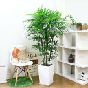 シュロチク 観葉植物 人気のシュロチク（棕櫚竹）陶器鉢 観葉植物 大型【数量限定販売】白【寒さに強い ヤシの木の仲間 コシュロ 日陰 アジアンテイスト 和モダン Rhapis humilis 育てやすい 開店祝い】