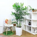 【数量限定販売】観葉植物 ヤシの木 セフリジヤシ 160cm前後 陶器鉢 白か黒 10号サイズ 管理説明書 受皿付 肥料小袋プレゼント【カマエドレア チャマエド...