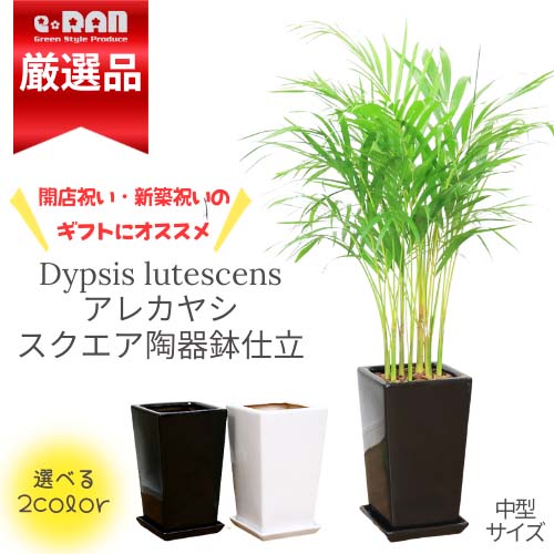 楽天市場】5号（種類（植物）アレカヤシ）（花・観葉植物｜花