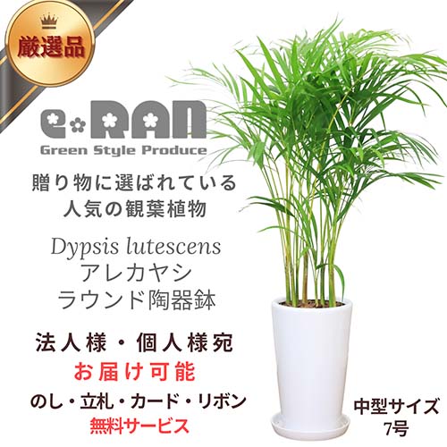 ヤシ 観葉植物 アレカヤシ ラウンドホワイト陶器鉢 100～110cm前後 あれかやし 丸陶器鉢 白 ヤマドリヤシ コガネタケヤシ 黄金竹椰子 イエローバタフライパーム ヤシの木 植木鉢 Dypsis lutescens 南国風 父の日 敬老の日 ギフト 花言葉 勝利 元気 【数量限定販売】