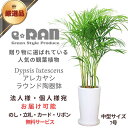 観葉植物 アレカヤシ ラウンドホワ