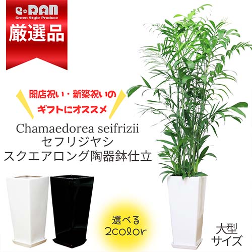 ヤシ 観葉植物 セフリジヤシ 陶器鉢スクエアロング 選べる陶器鉢 白 黒【カマエドレア チャマエドレア セフリジー カイエンナッツ 育て易い 人気 ヤシの木 竹のような姿 空気清浄化 南国 アジアン お祝い】【数量限定販売】