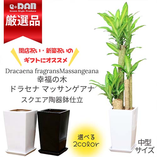 観葉植物 幸福の木ドラセナ マッサンゲアナ 陶器鉢 高さ約120cm前後タイプ 選べる陶器 白 黒 管理説明書 受皿付き 肥料小袋プレゼント【マッサン リュウゼツラン Dracaena fragrans Massangeana シマセンネンボク 贈答品 育てやすい 開店 開業】【数量限定販売】