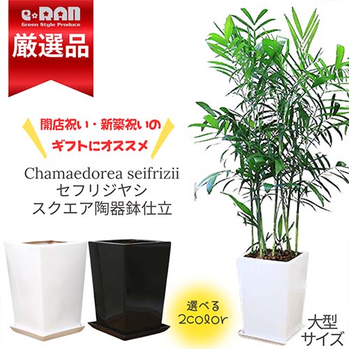 観葉植物 セフリジヤシ 陶器鉢スクエア 選べる陶器鉢 白 黒 高さ150cm～160cm前後 10号サイズ 【カマエドレア チャマエドレア セフリジー カイエンナッツ 育て易い 人気 ヤシの木 竹のような姿 空気清浄化 南国 アジアン お祝い】【数量限定販売】