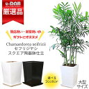 観葉植物 セフリジヤシ 陶器鉢スクエア 選べる陶器鉢 白 黒 高さ150cm〜160cm前後 10号サイズ 【カマエドレア チャマエドレア セフリジー カイエン...
