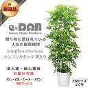 シェフレラ 観葉植物 厳選産直 斑入り シェフレラ ホンコンカポック 10号鉢 受皿付 約160cm フイリ ホンコンカポック 観葉植物 大型 自然樹形仕立 ボサ仕立【数量限定販売 アルボリコラ 緑と黄色のコントラストが美しい斑入り オクトパスツリー シンボルツリー 育てやすい】