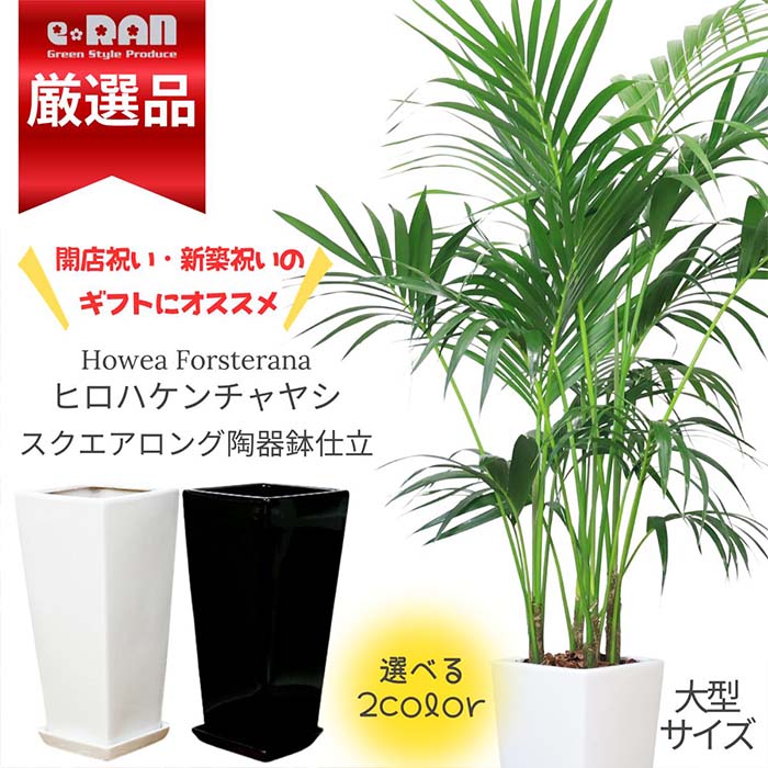 観葉植物 大型 ヒロハケンチャヤシ 約170cm前後 鉢の色選べる陶器鉢 白 黒 観葉植物 ケンチャヤシ（ハウエア フォス…