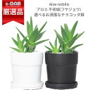 子株付き 木立アロエ 不夜城(フヤジョウ) 高さ約25cm前後 テラコッタ鉢 多肉植物 Aloe nobilis ノビリス 観葉植物ドライガーデン 幹上がり キダチアロエ ワイルド個体 ロゼット状 アロエ属 ユリ科 育てやすい【数量限定販売】