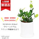 多肉植物 グリーンドラム(緑の太鼓) シリンダー陶器鉢 白 ミドリノタイコ クセロシキオス ガーデン DIY 観葉植物 テーブルグリーン ミニ 小さな鉢 葉差し 丸い植物 育てやすい 小さなプレゼント