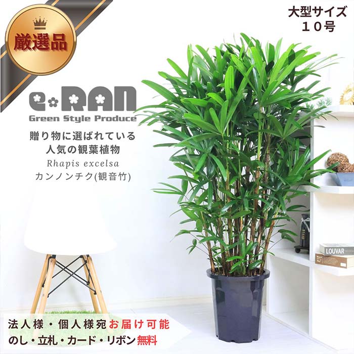 シュロチク 観葉植物 人気のカンノンチク(観音竹)/約H140cm 10号鉢 大型 観葉【数量限定販売】管理説明書 受皿付き 肥料小袋プレゼント 縁起物 空気清浄 古典園芸 耐寒性 耐陰性 棕櫚竹 リュウキュウシュロチク かんのんちく 緑の宝石 開店祝い 観葉植物