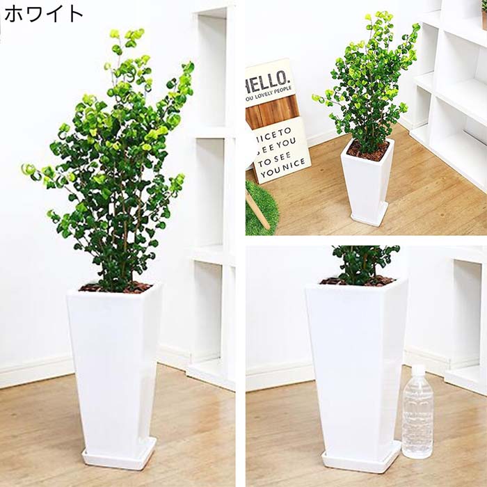 楽天市場】観葉植物 大型 ベンジャミンバロックの通販