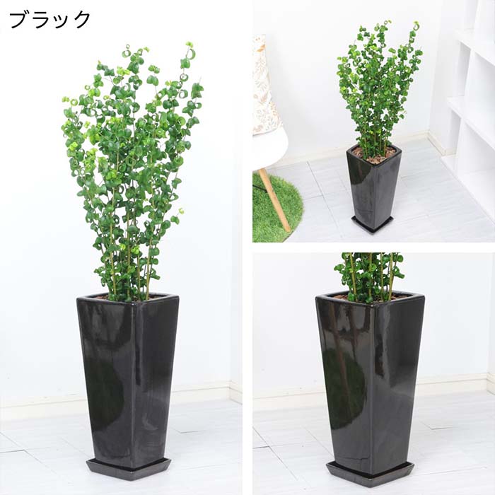 楽天市場】観葉植物 ベンジャミン 10号の通販 楽天市場】観葉植物 ベンジャミン 10号の通販