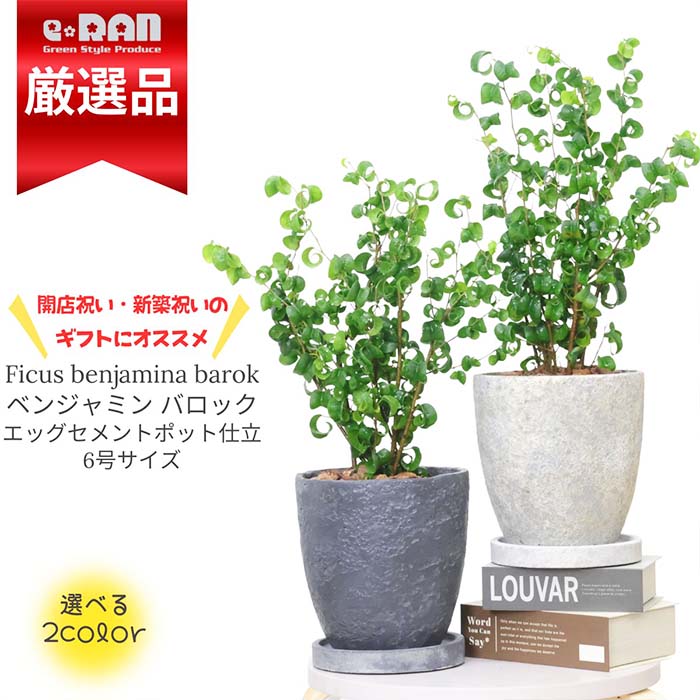 ＼ポイント2倍／【数量限定販売】観葉植物 フィカス ベンジャミン バロック 高さ約40～50cm エッグセメ..