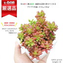 多肉植物 セダム 虹の玉(ニジノタマ) キューブ陶器鉢 白 高さ約15cm前後 管理説明書 受皿付き 肥料小袋プレゼント にじのたま ベンケイソウ科 マンネングサ属 ガーデン テーブル ミニ観葉植物 小さな鉢 葉差し 丸い 育てやすい プレゼント ギフト【数量限定販売】