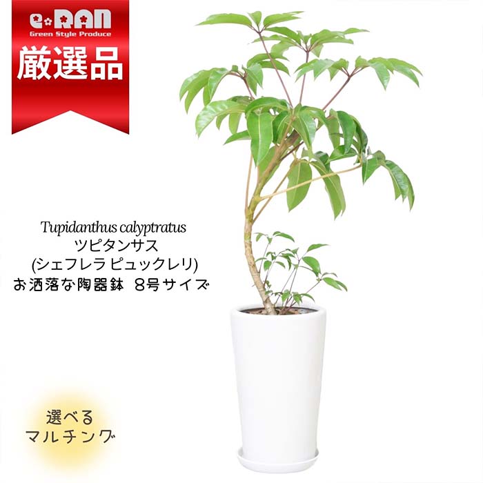 カポック 【数量限定販売】観葉植物 室内 ツピタンサス (シェフレラ ピュックレリ) 高さ約100cm前後 陶器鉢 白 8号サイズ 選べる装飾 育てやすい おしゃれ ブラッサイアに似た植物 1本もの カリプトラタス カポック ウコギ仲間 新築祝い 住宅展示場