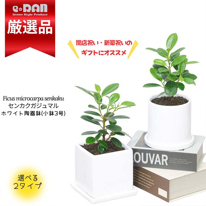 観葉植物 小鉢 センカクガジュマル 選べる陶器鉢 高さ約20cm前後 希少種 尖閣ガジュマル ミニ 植物 贈り物 おすすめ 部屋 風水 キムジナー がじゅまる 精霊 自然樹形 インテリア おしゃれ 小型 かわいい 盆栽 耐寒性 送料無料 Ficus microcarpa senkaku