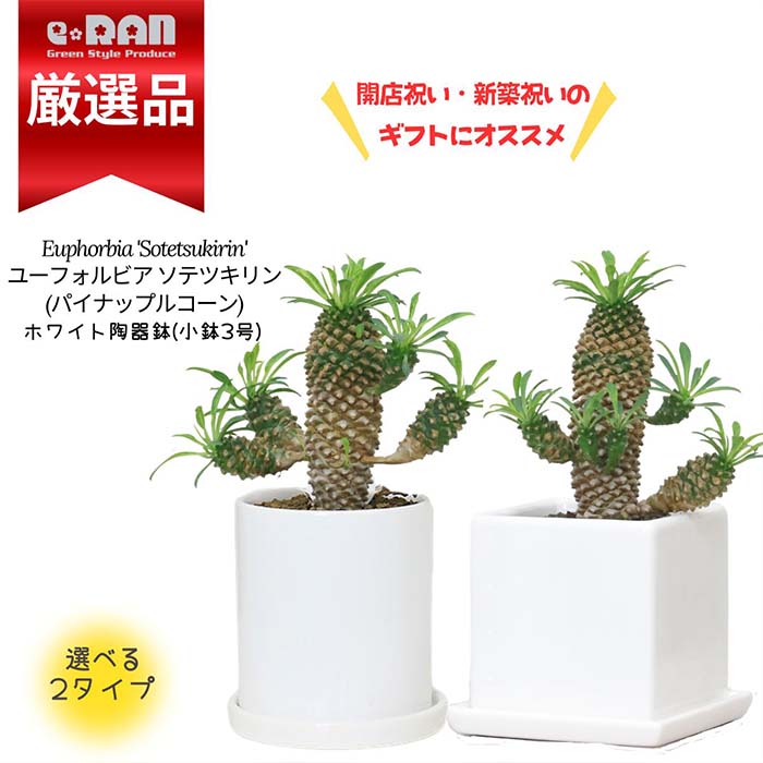 【数量限定販売】多肉植物 小鉢 ユーフォルビア ソテツキリン 子株付き 高さ約15~20cm前後 3号サイズ 選べる陶器鉢 白 蘇鉄麒麟 観葉植物 ブプレウリフォリア サボテン パイナップルコーン 個性的 テーブルグリーン 小鉢 小さい鉢 インテリア おしゃれ 小型 かわいい