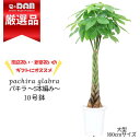 【数量限定販売】観葉植物 大型 ぱきら 厳選 5本編み パキラ 10号鉢 高さ約160cmタイプ人気 定番 育て易い 初心者 尺鉢 受皿付 おしゃれ 観賞用 イ...