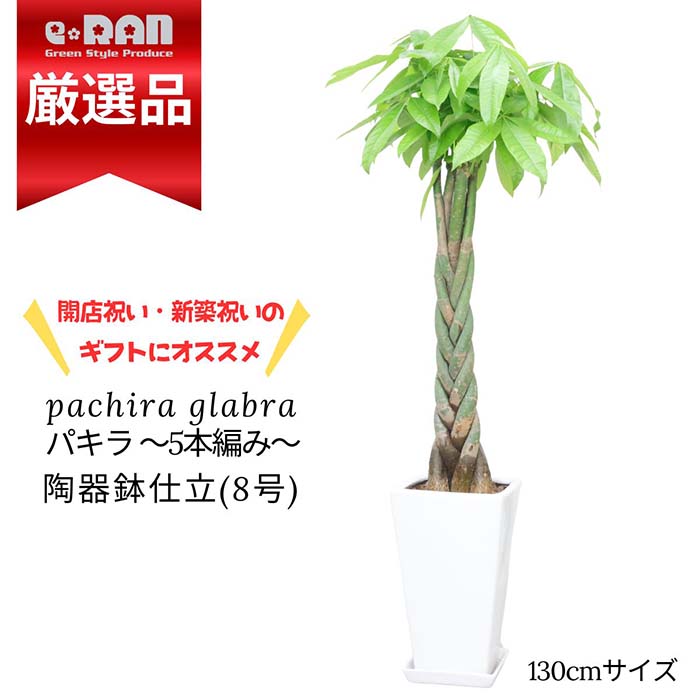 【数量限定販売】観葉植物 パキラ 5本編み 8号サイズ 高さ約130cm スクエア陶器鉢 白 角型 厳選 ぱきら ねじり 育て易い 初心者 送料無料 のし 立札無料 受け皿付 編み込み 植物 マネーツリー 発財樹 開運の木