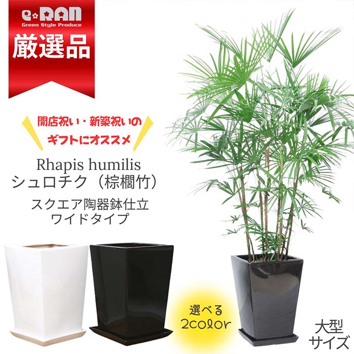 ヤシ 【厳選産直】観葉植物 大型 シュロチク（棕櫚竹）高さ約170cm前後 10号サイズ スクエアワイド陶器鉢 白 黒 選べる鉢 管理説明書 受皿付き 肥料小袋プレゼント寒さに強い ヤシの木の仲間 コシュロ 日陰 アジアンテイスト 和モダン Rhapis humilis 【数量限定販売】