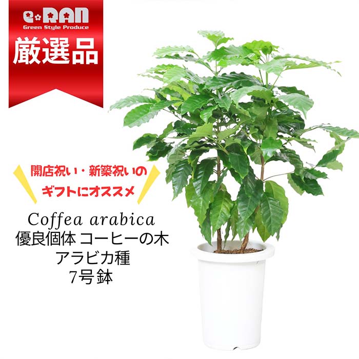 実付の良い 優良個体 コーヒーの木 7号鉢 株立 高さ約70~80cm前後 アラビカ種 【限定数販売品】アラビカ 観葉植物 コーヒーノキ スタイリッシュ ガーデン DIY カフェ シンボルツリー 新築祝い 事務所移転祝い 開店祝い 珈琲 豆のサムネイル