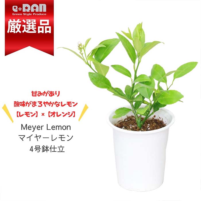 【数量限定販売】 花芽付 レモンの木 マイヤーレモン 4号鉢 高さ約25～35cm 南信州レモン 果樹 苗木 庭木 植木 れもん 鉢植え 檸檬の木 丸いレモン 樹畑 花壇 観葉植物 柑橘 庭木 記念樹 Meyer Lemon 父の日ギフト