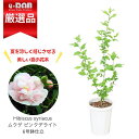 ムクゲ ピンクデライト 6号鉢 高さ約100cm前後 八重咲き ギフト【数量限定販売】管理説明書 夏の花木 フヨウ 鉢植え 薄紫 桃色 木槿 庭木 落葉樹 シン...