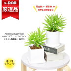 【数量限定販売】多肉植物 可愛い ペペロミア ハッピービーン 高さ約15～25cm 選べる陶器鉢 白 小鉢 3号サイズ ボール シリンダー キューブ 植物 コショウ科 サダソウ属 小さい 小葉 シック テーブルグリーン ミニ 幸運植物 おしゃれ 縁起の良い 観葉植物 肉厚