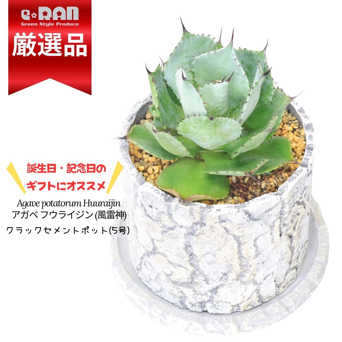 楽天観葉植物の専門店e-RAN＼ポイント2倍／【数量限定販売】アガベ フウライジン （風雷神）高さ約20cm前後 クラックセメントポット 5号サイズ 多肉植物 鉢 お洒落 あがべ 大きい ギザギザ 肉厚葉 ポタトルム リュウゼツラン 育てやすい 観葉植物 ドライガーデン ロックガーデン 父の日 早割