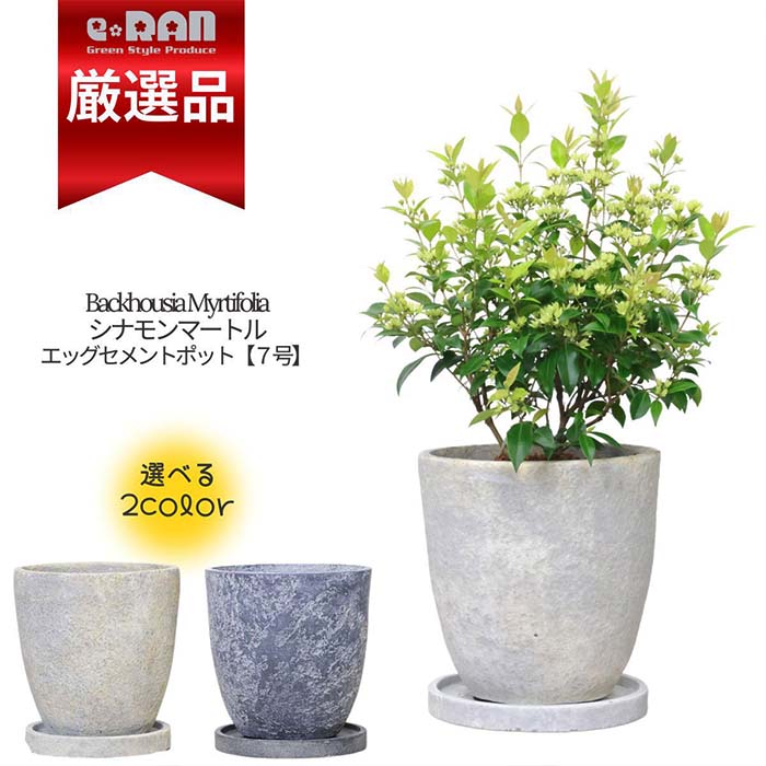 【数量限定販売】父の日ギフト 人気のハーブ 花付き シナモンマートル 7号サイズ 高さ50cm前後 エッグセメントポット 花木 観葉植物 アロマ ギフト 苗 ボタニカル ハーブガーデン Backhousia Myrtifolia バックホウシア ミルティフォリア クリスマスマートル 祝いの木