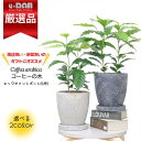 \ポイント5倍/【数量限定販売】観葉植物 おしゃれで人気 コーヒーの木 エッグセメントポット 6号サイズ 高さ約45cm前後 アラビカ種 アラビカ コーヒーノキ...