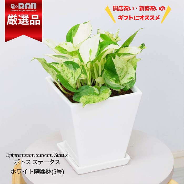 【数量限定販売】 観葉植物 ポトス ステータス 陶器鉢 白 高さ約25cm前後 棚 鉢 ツル性植物 淡黄色 覆輪斑 エピプレムナムグリーン Epipremnum aureum 'Status' ハンギング つる植物 人気 小さい プレゼント 常緑つる性 育てやすい植物 夏ギフト 厳選