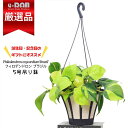【数量限定販売】観葉植物 吊る鉢 フィロデンドロン ブラジル 5号吊り鉢管理説明書 肥料小袋プレゼント オキシカルジウム ハンギング フィロディンドロン Phi...