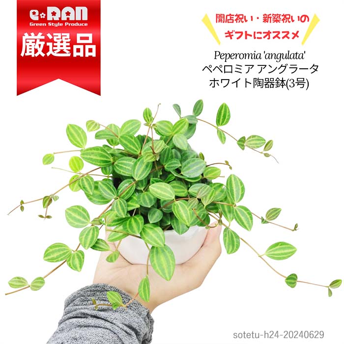 【数量限定販売】人気 ペペロミア アングラータ 陶器鉢 3号サイズ Peperomia 'angulata' 観葉植物 吊るす 小さい植物 小葉 シック テーブルグリーン ミニ キッチン おしゃれ 空間インテリア 丸い葉 肉厚 多肉植物 夏ギフト 厳選のサムネイル