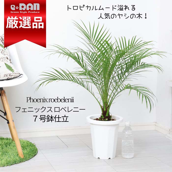 ⑤高さ約90cm幹上がりタイプ・フェニックスロベレニー7号鉢 楽天市場】フェニックスロベレニー 7号の通販