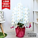 【数量限定販売】胡蝶蘭 大輪3本立ち 30輪以上(つぼみ込) コチョウラン 白3本 陶器鉢 8.5号サイズ 生花 白い花 お祝い プレゼント 花 贈り物 お誕生...