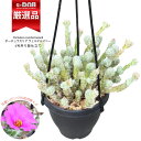 【数量限定販売】多肉植物 ポーチュラカリア ウェルデルマニー 花芽付きあり 4号吊り鉢 黒 管理説明書 肥料小袋プレゼント 夏型 多肉 木立性 Portulaca werdermannii 観葉植物 スベリヒユ科 ビザールプランツ ピンクの花 毛のある植物