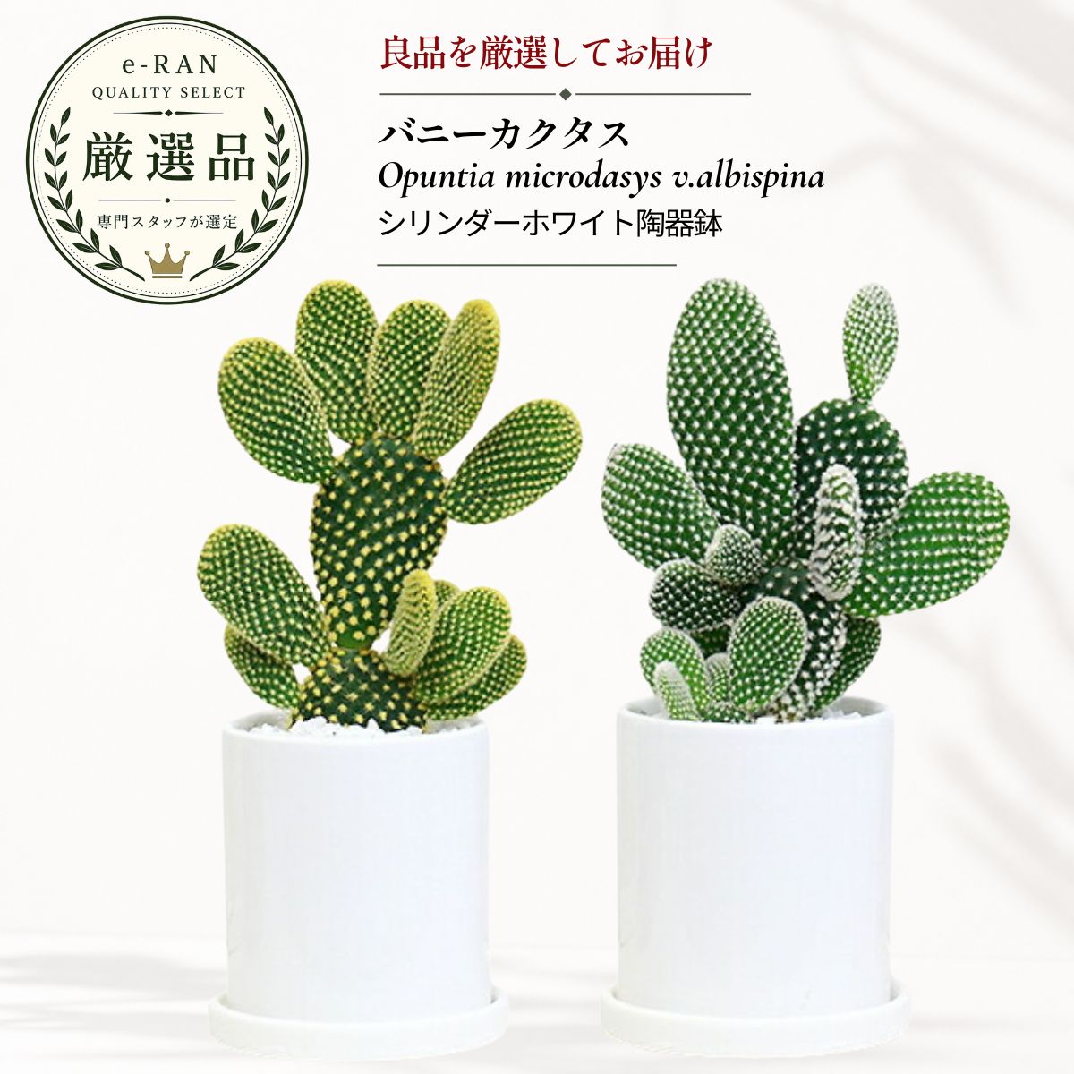 楽天市場】バニーカクタスの通販
